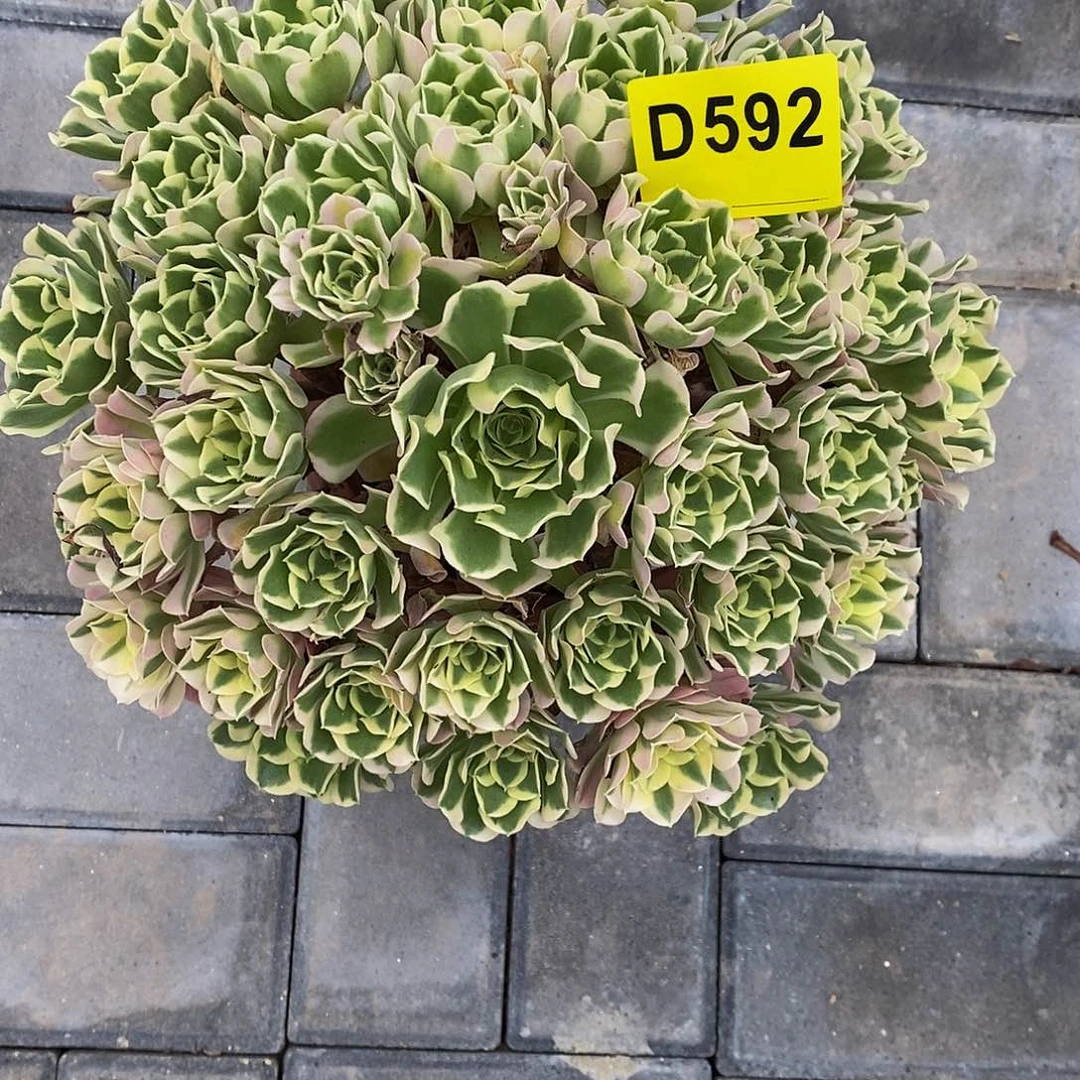 592白风333333333
