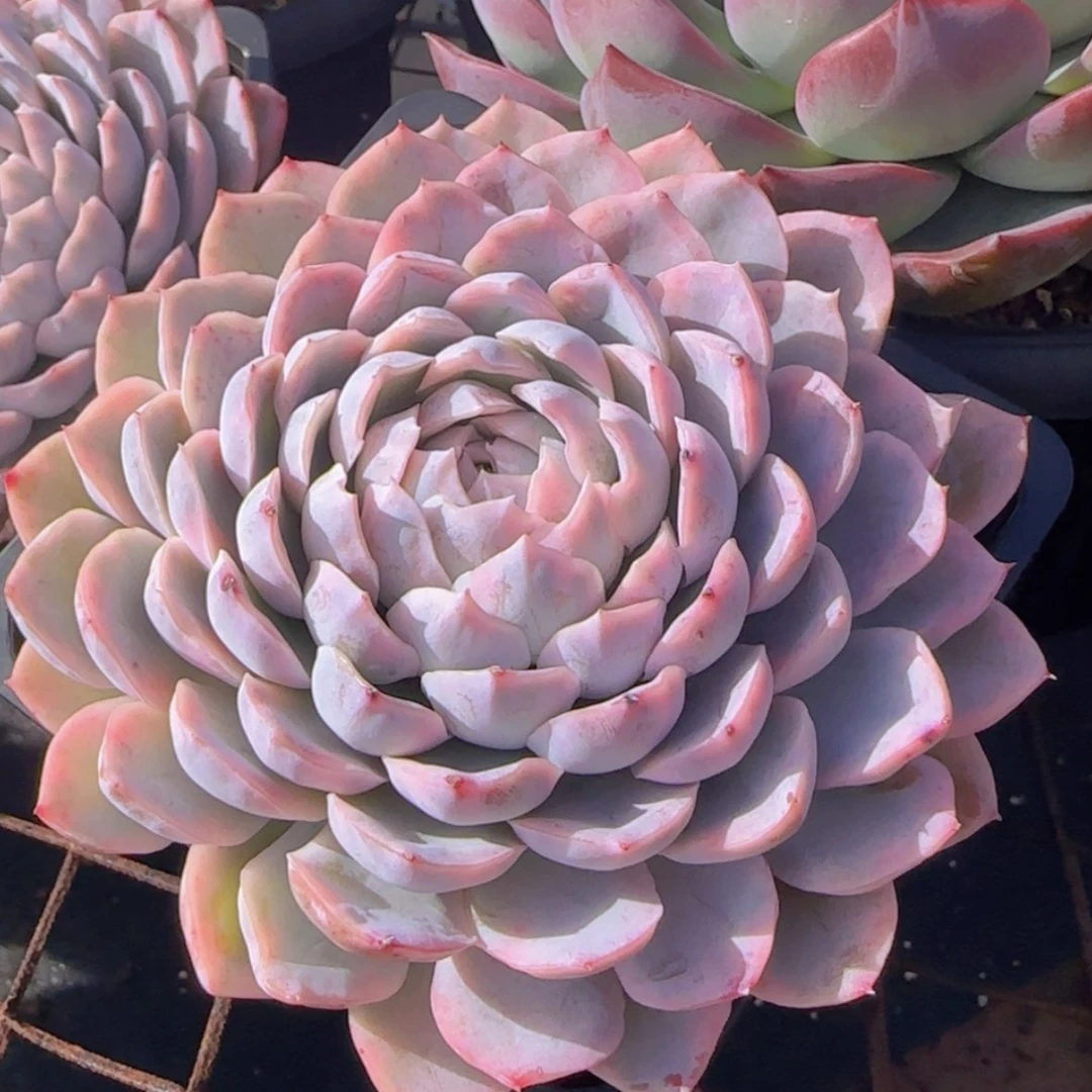 【闪购商品】雪球锦