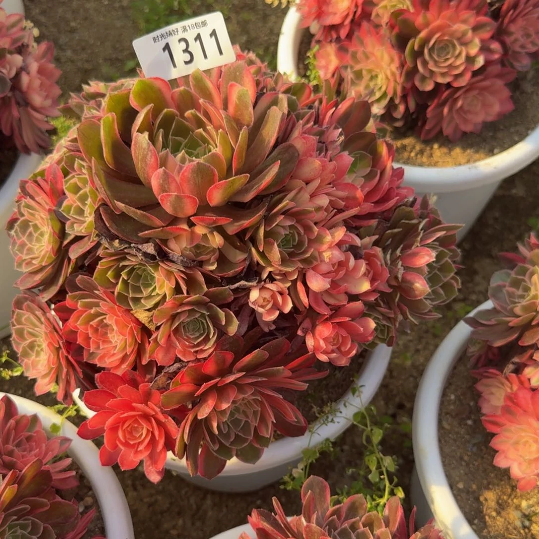 1311黑魔锦。多肉植物