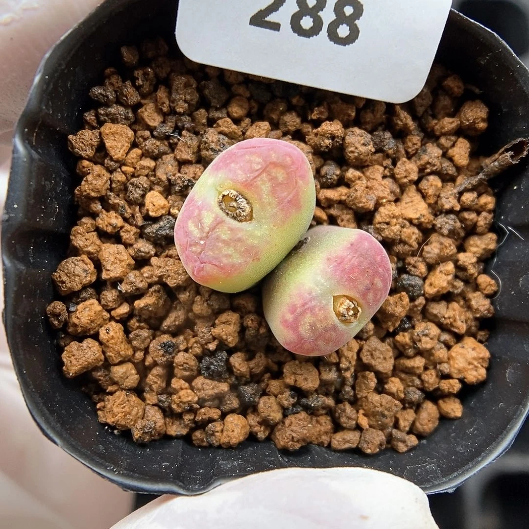 多肉植物A-288（1.7）甜甜圈杂