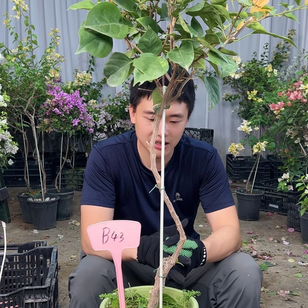 玉***红大部分花苞少量开放B43金色光辉