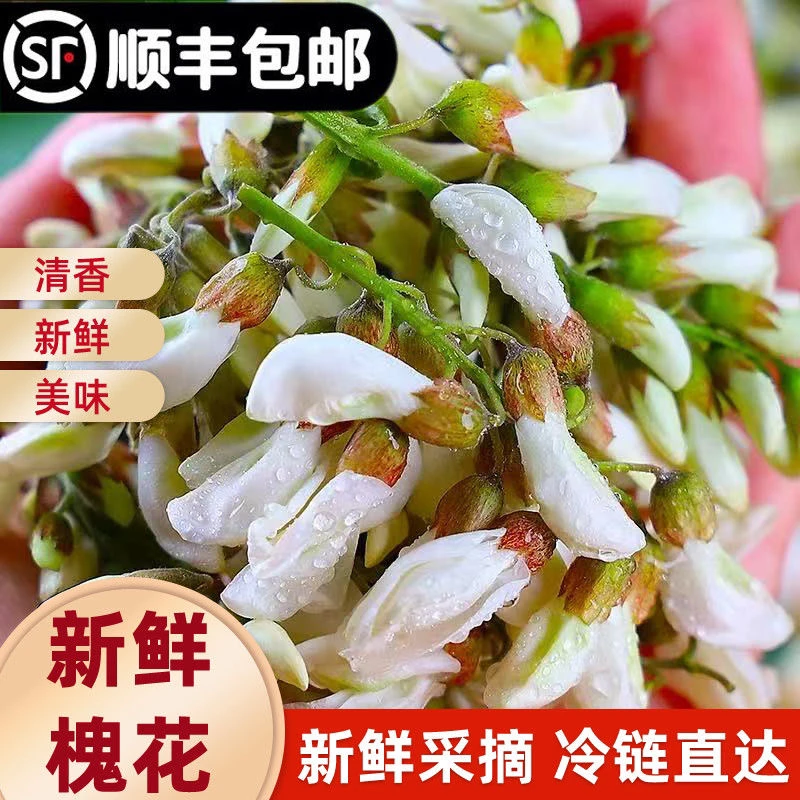 2025年新鲜洋槐花槐花现摘现发顺丰快递冷链包邮