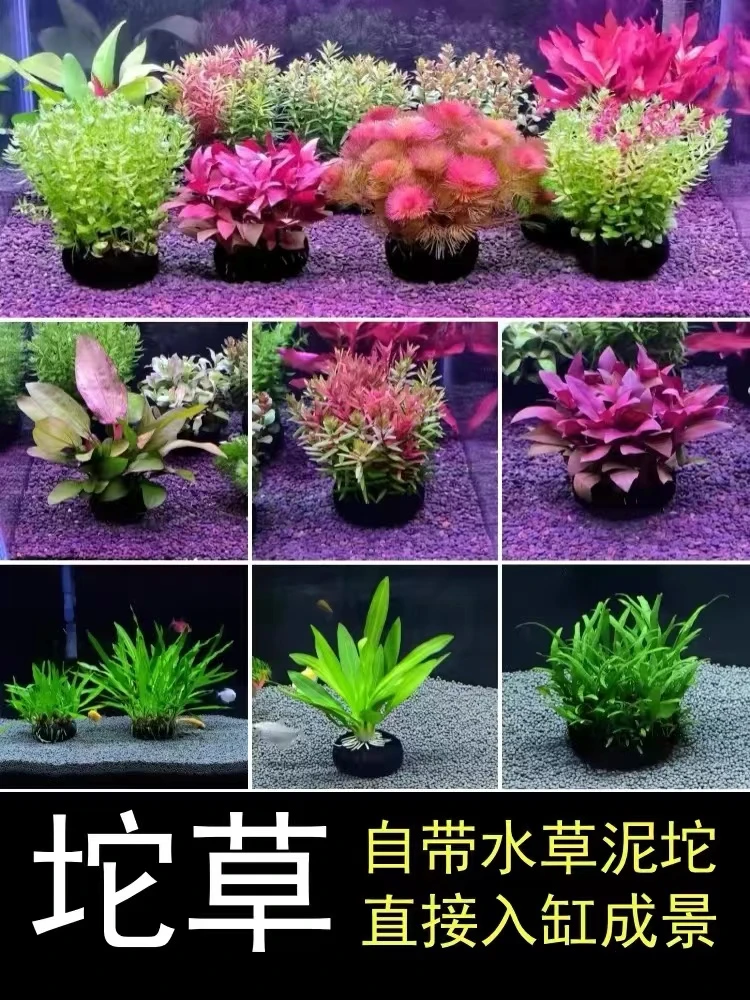 高品质坨草系列鱼缸水草活体增氧阴性新手造景水培坨草无需底沙