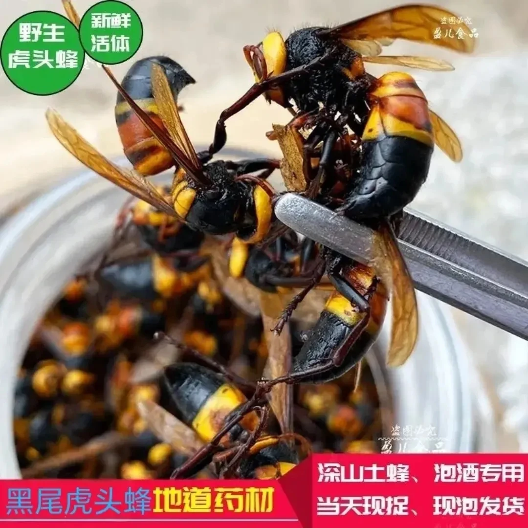 野生黑尾虎头蜂，诱蜂水，诱蜂好材料