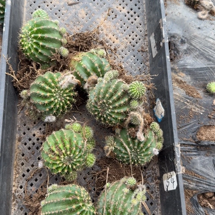 234彩草红脱土斑钓侧牙无售后，20包邮