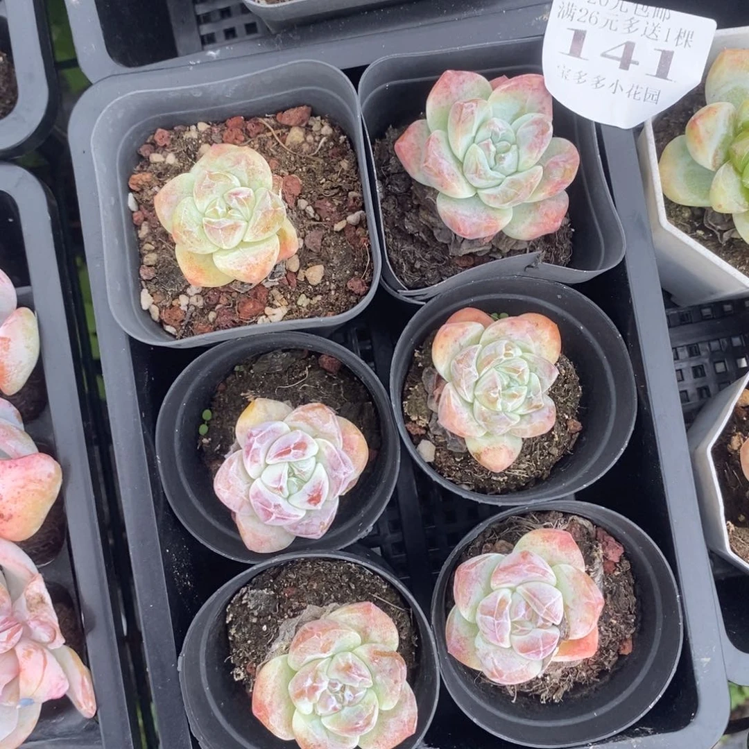141号到手一筐一物一拍