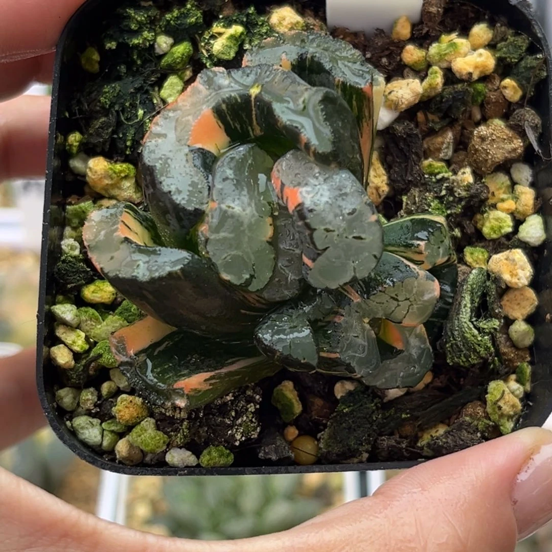 7酒景玉扇锦带仔十二卷多肉