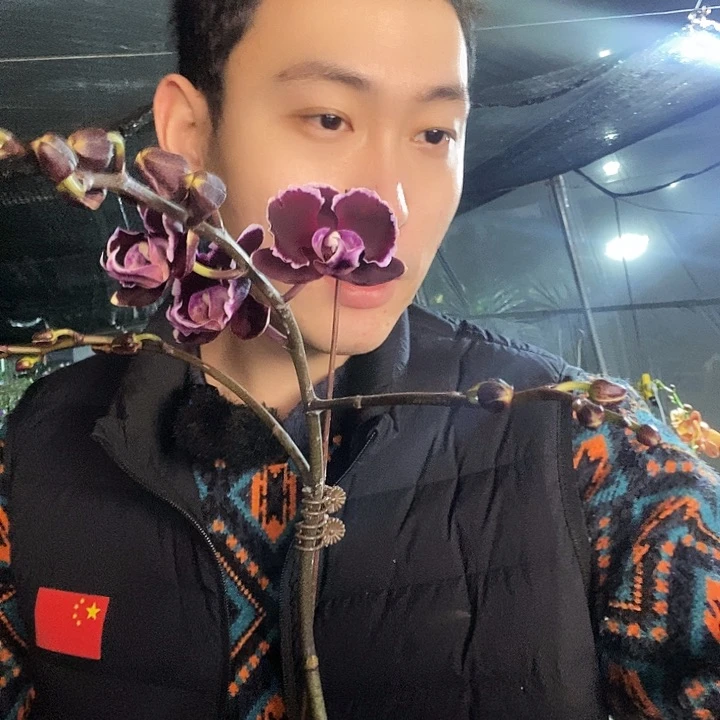无花朵拉丁舞蝴蝶兰