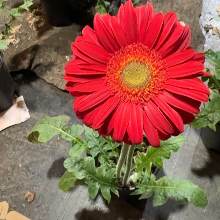 原盆原土一加仑非洲菊法兰西