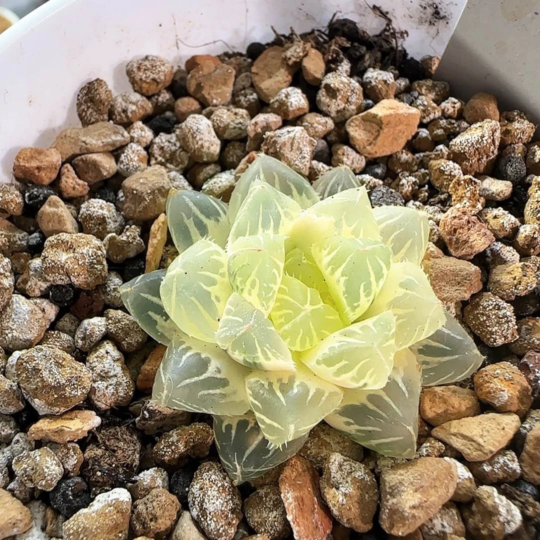 496号糊斑花狐玉露锦冠幅3.6一物一拍带盆