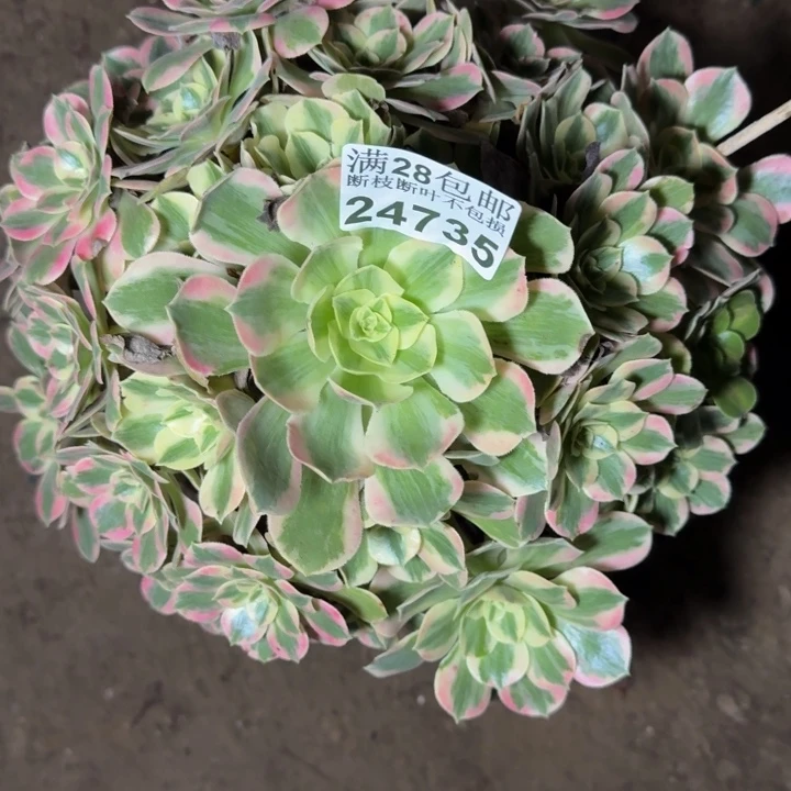 24735女妖多肉植物