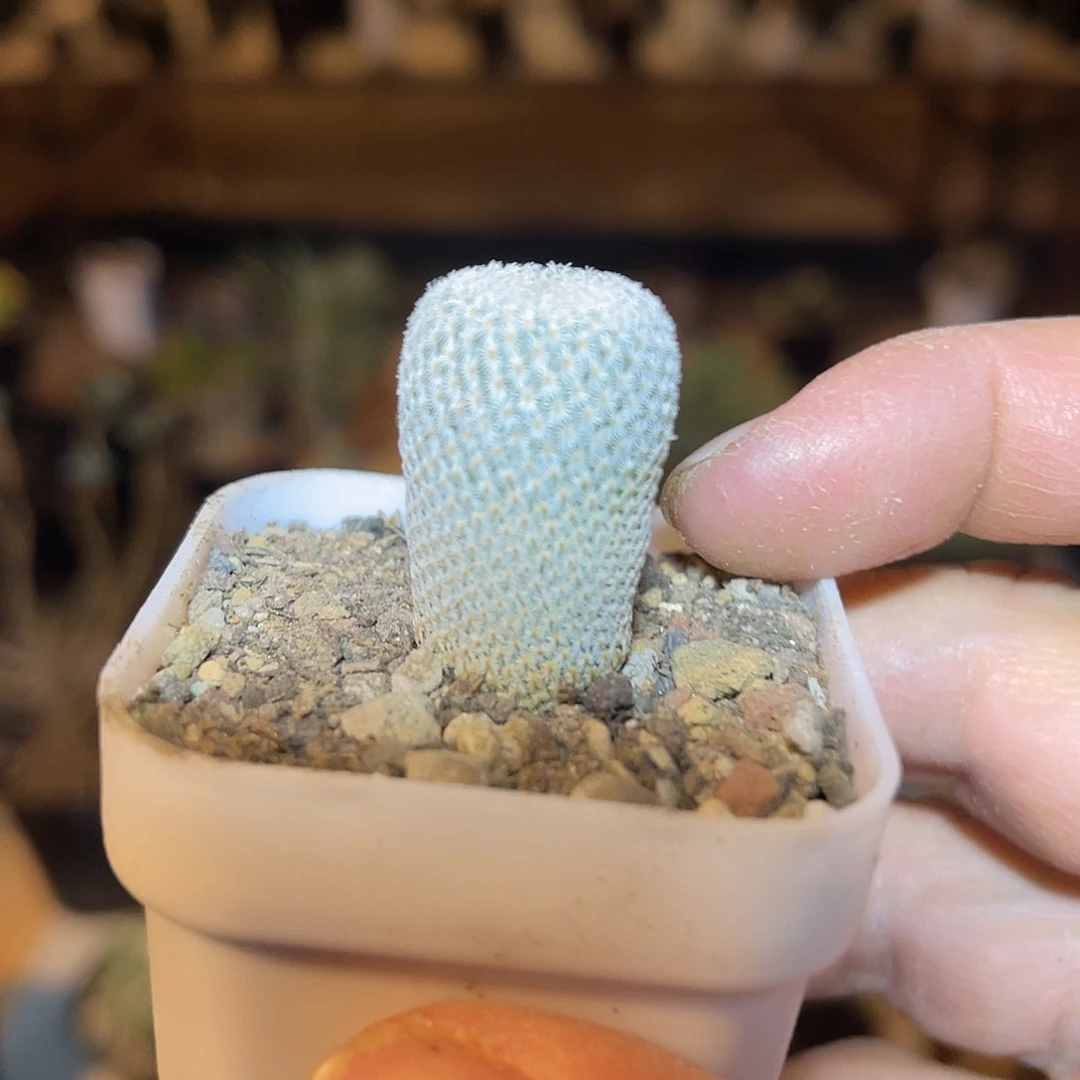 实生月世界仙人球一物一拍