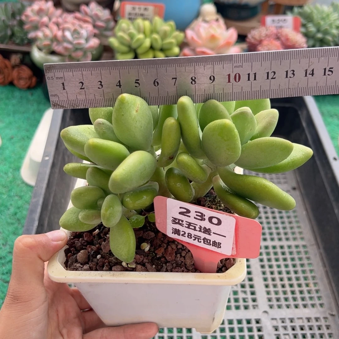表妹精品多肉植物230.
