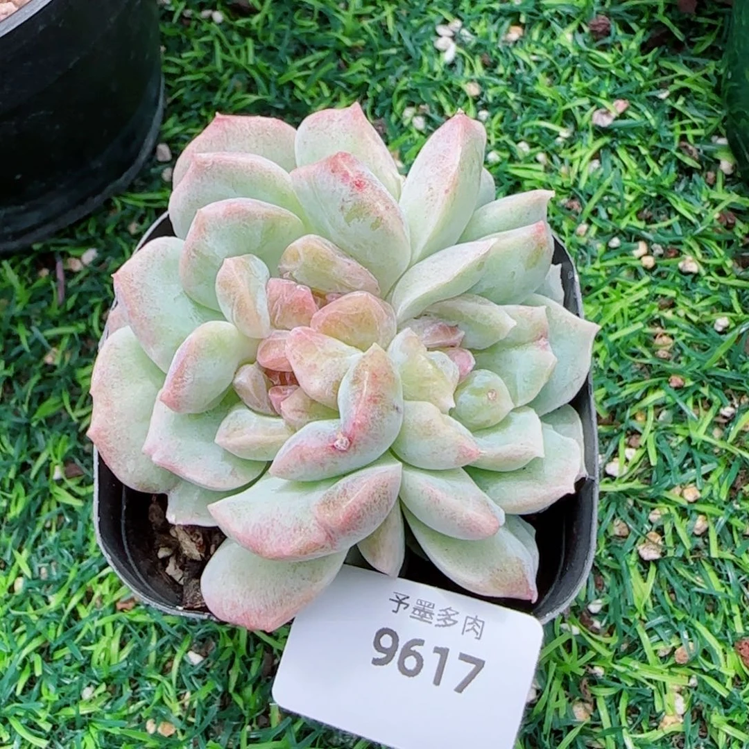 梦幻泡影石化，9617多肉植物