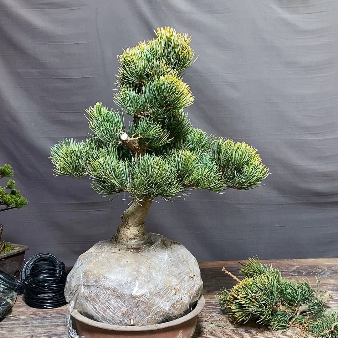 无花朵盆景111111111