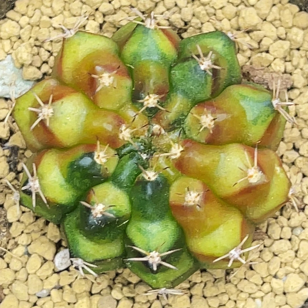 猫爪 一物一拍。