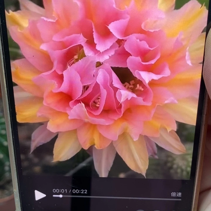 彩草粉牡丹侧芽4.5公分左右