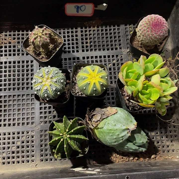 总****90号筐带盆土发货