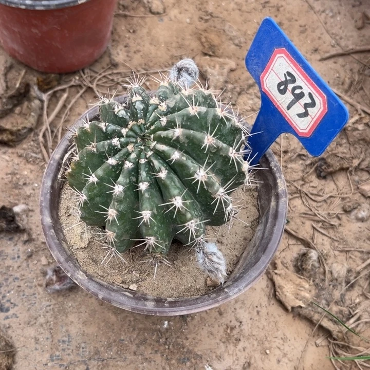 就***在893，品种彩草073歪