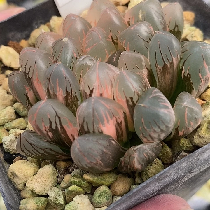 51灵犀玉露锦一物一拍