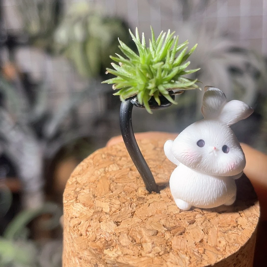 泰迪11号空气凤梨