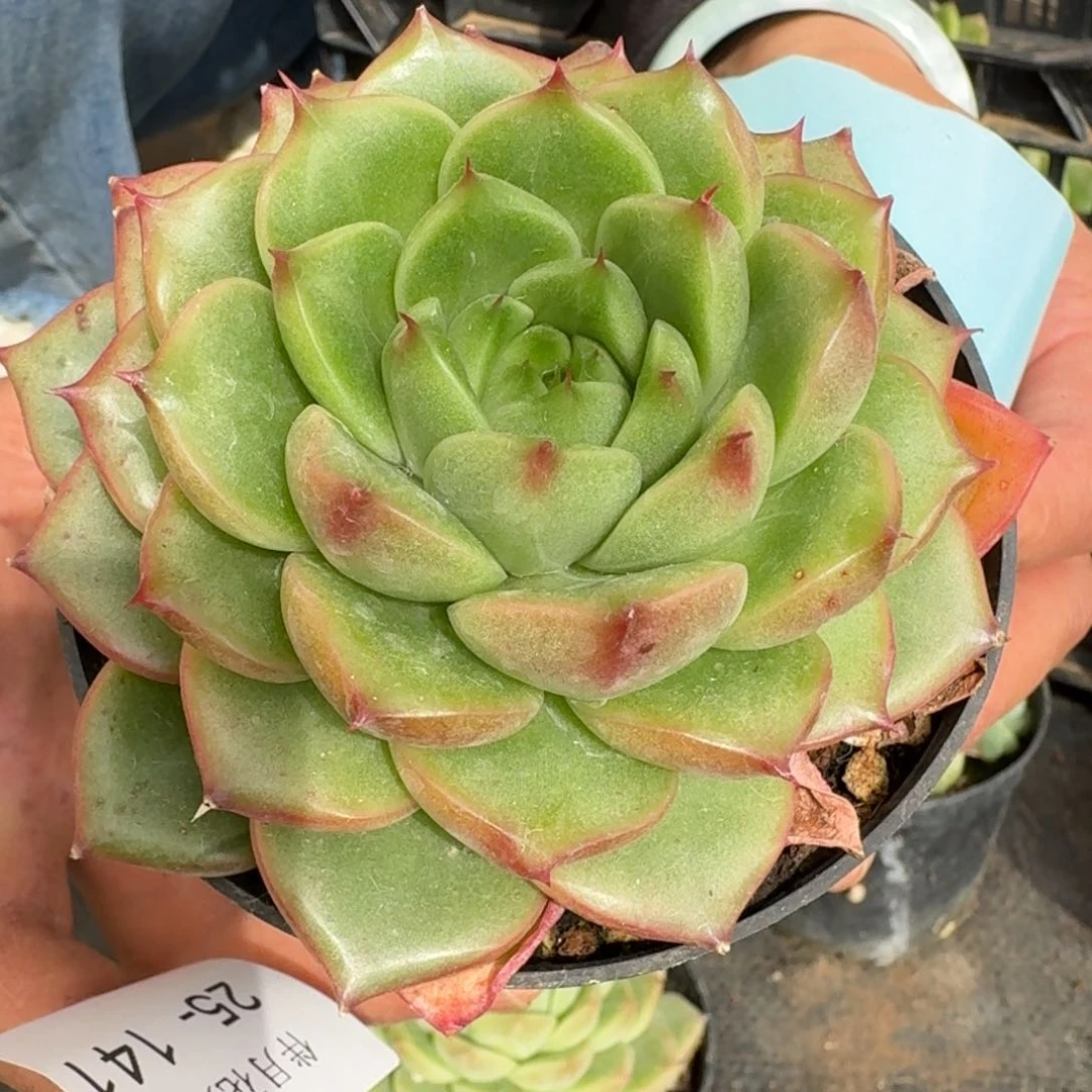 多肉杂交一物一拍25-141