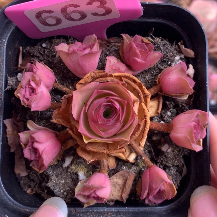 一物一拍耶罗初见663