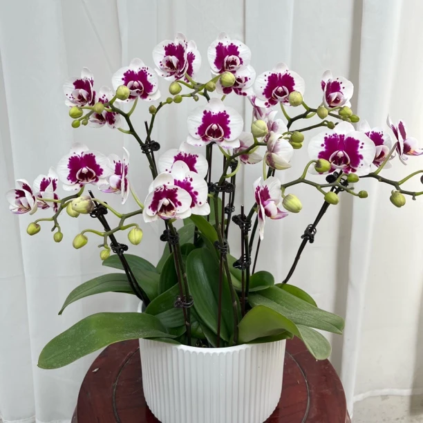 （白金之恋）开花 花瓣中间晕染独特 稀有品种 新疆蝴蝶兰基地