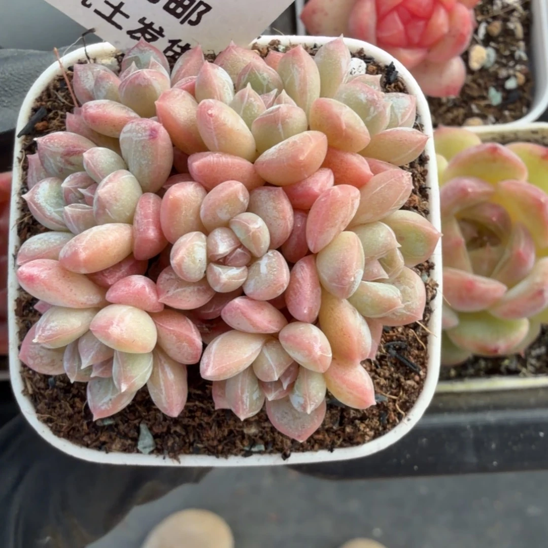 东篱下多肉植物哈哈哈52