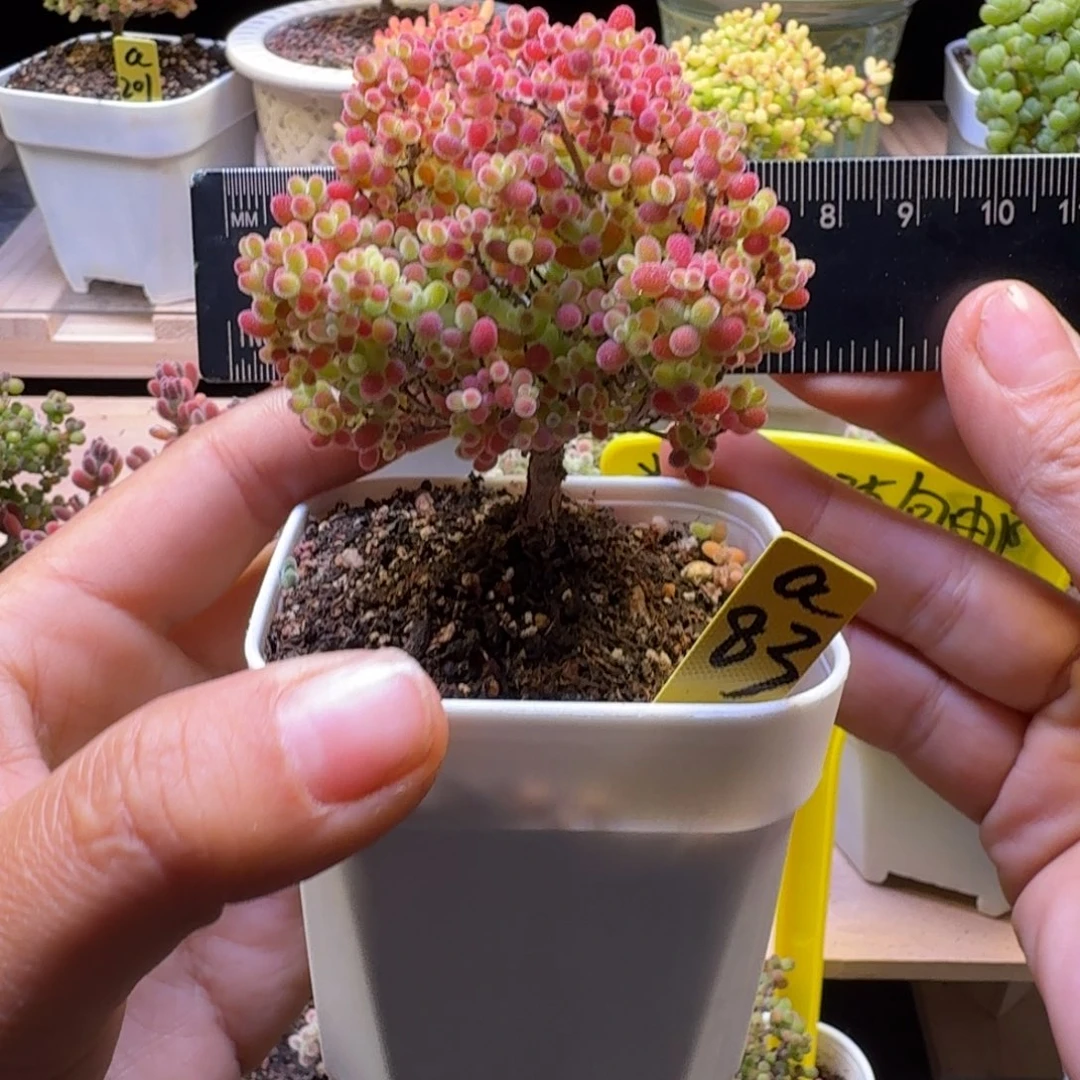 a83号蜜橘冠服6厘米左右