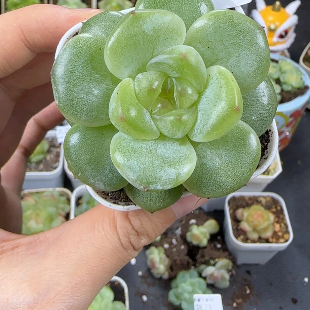 76东篱下多肉植物哈哈哈哈哈
