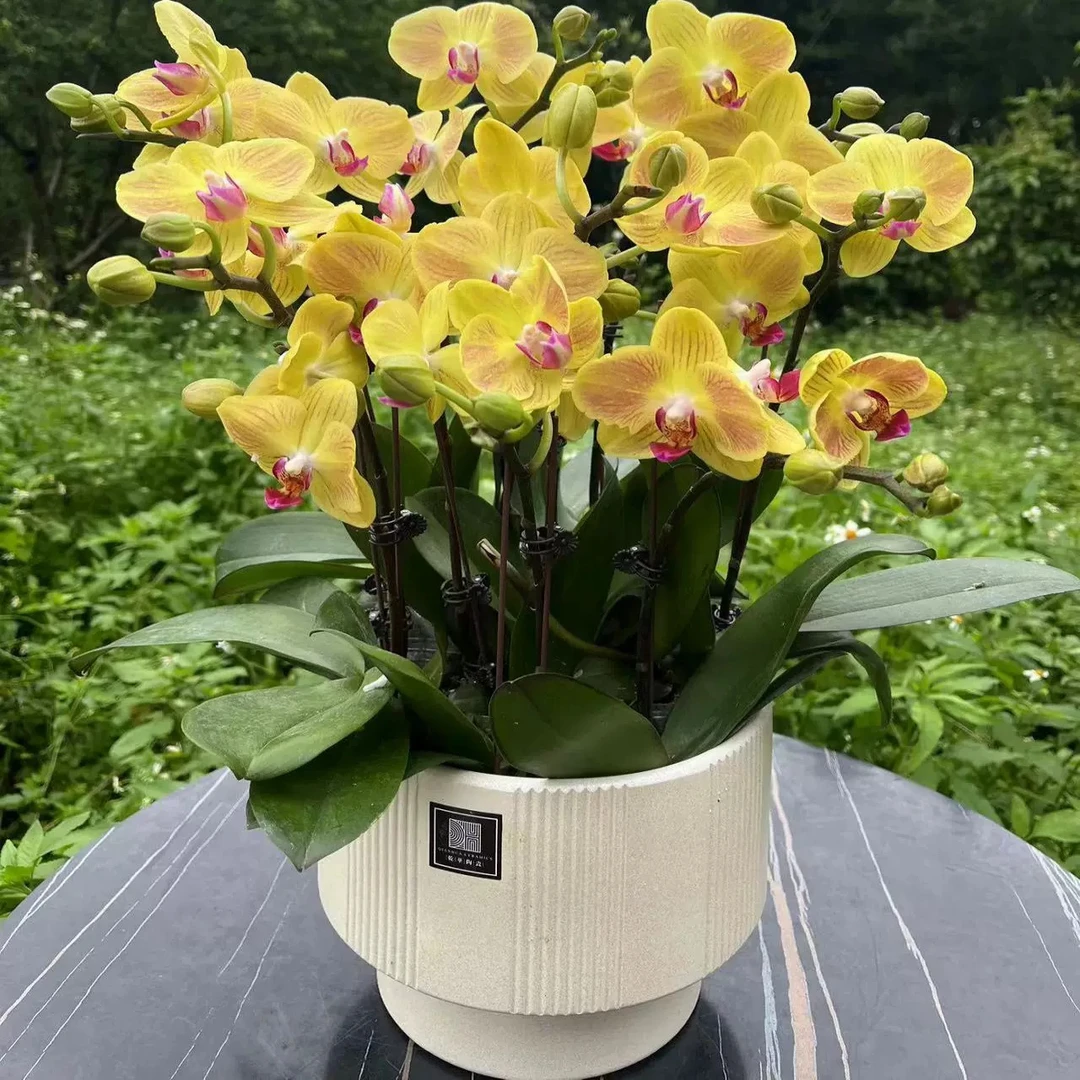 蝴蝶兰好吉利带花剑花苞花卉盆栽阳台客厅室内四季开花好养活