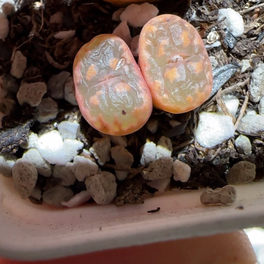 肉锥多肉植物百科-爱心勋章1688