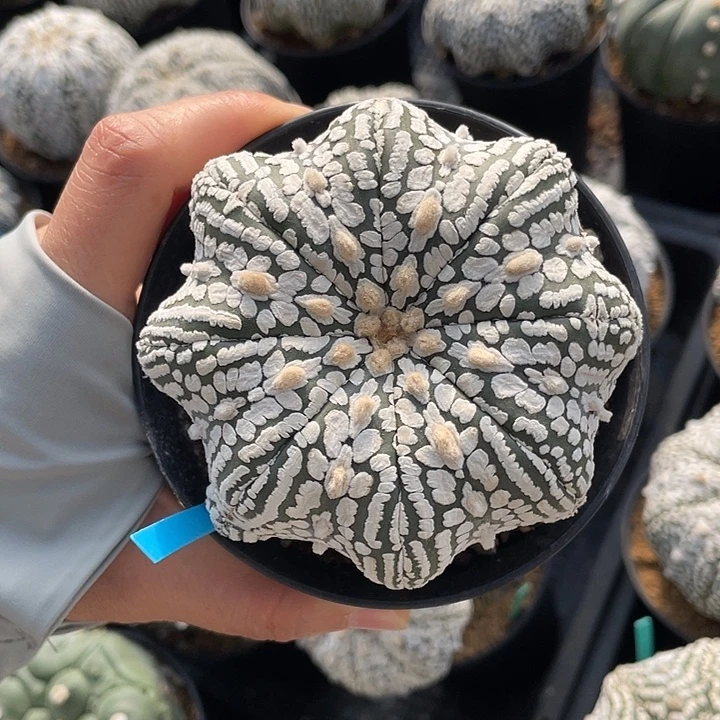 超兜海星大麦片微瑕疵