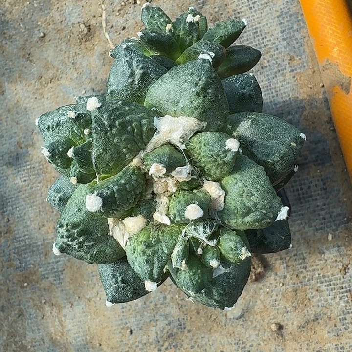 双头球接11111111111