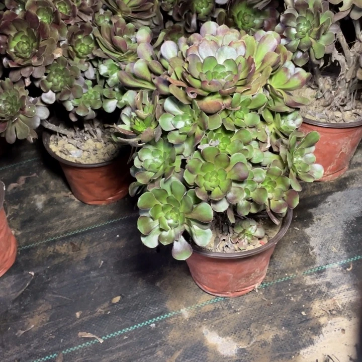 27灰圆叶多肉植物多肉