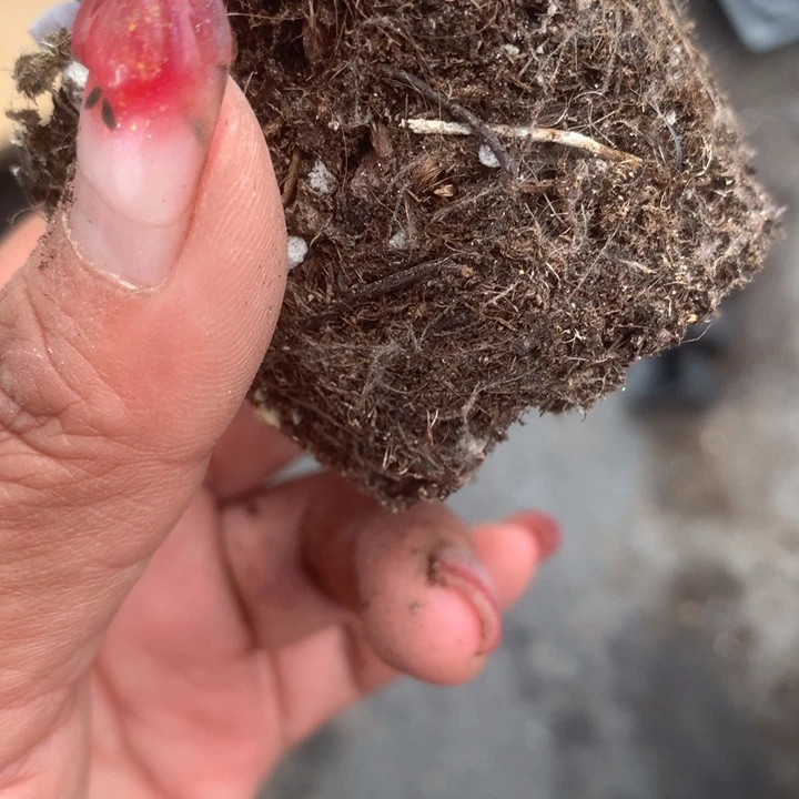 重楼双。虞姬。 芒果。手指奶