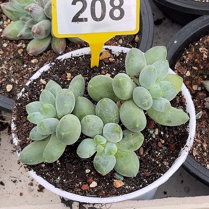 小****多肉植物胖体x208