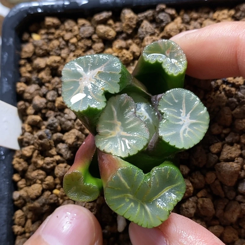 【闪购商品】135不死鸟