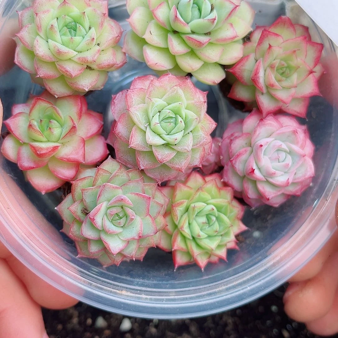 三**草1-661 新疆西藏内蒙12.8包邮2-3公分多肉