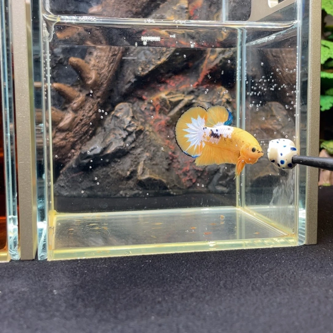 斗鱼十一月二十二日竞价