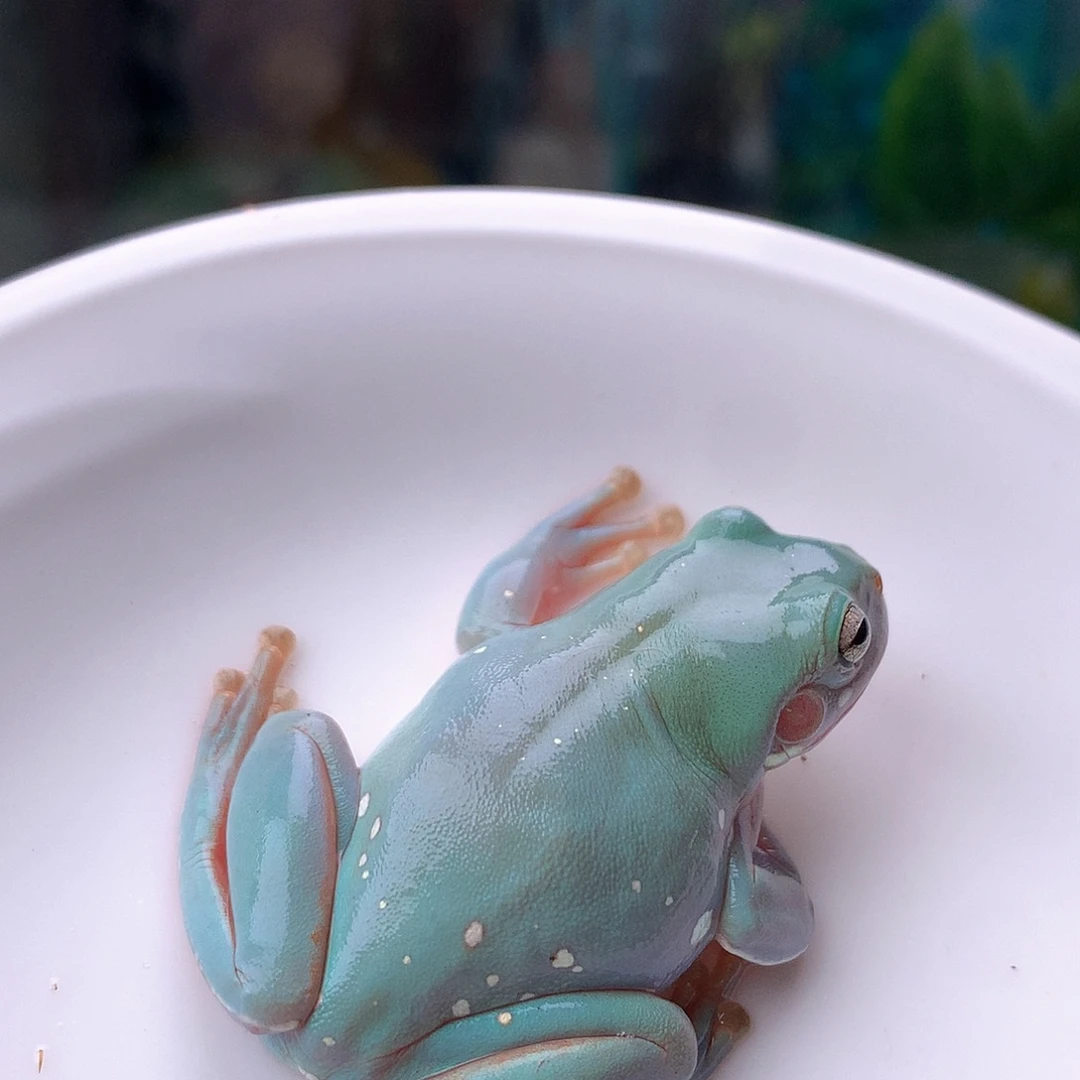 老爷树蛙美姬专拍