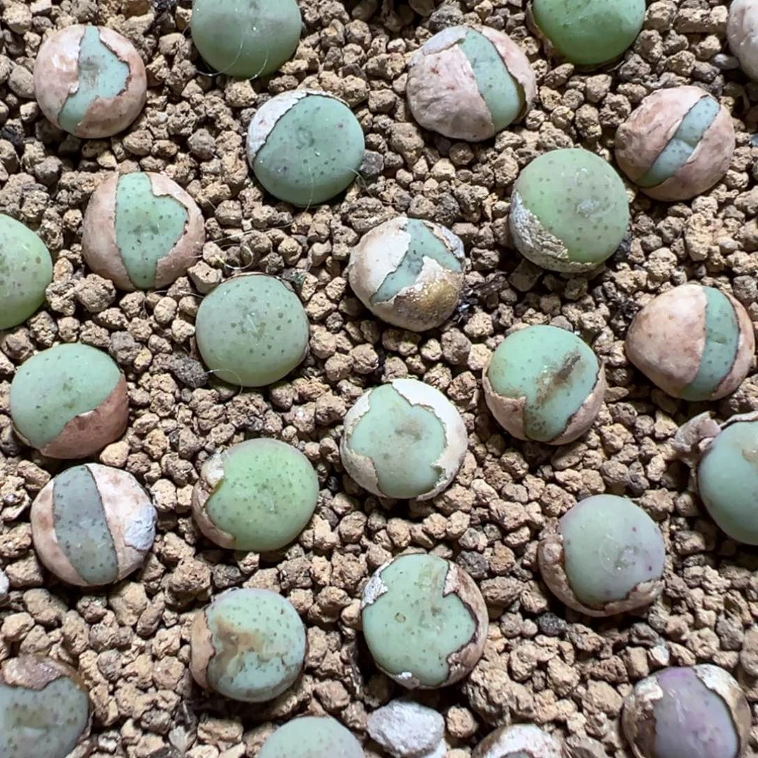 量拍鸭嘴兽小苗3颗