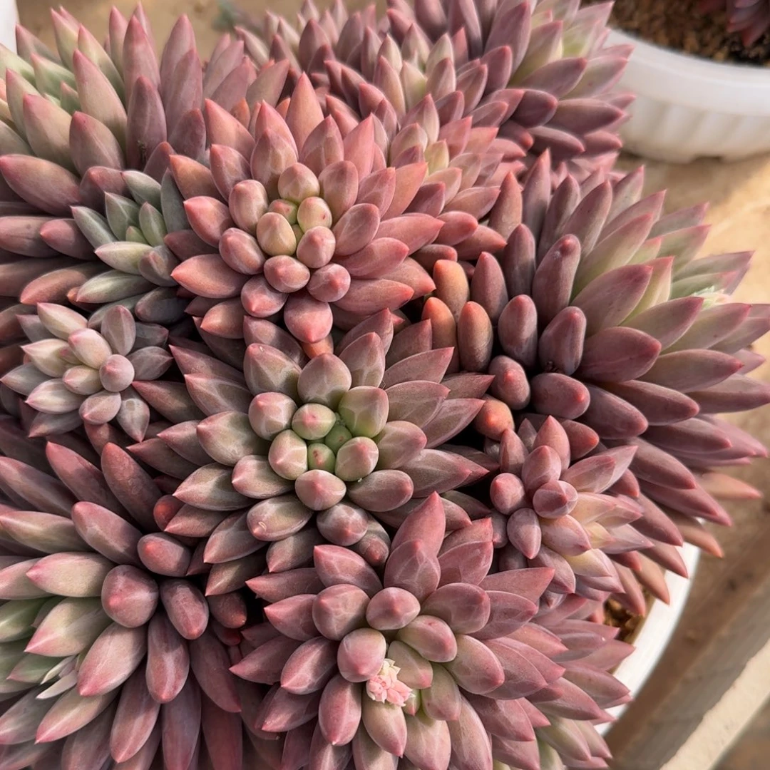 我***洋1102红蜻蜓凡艺多肉