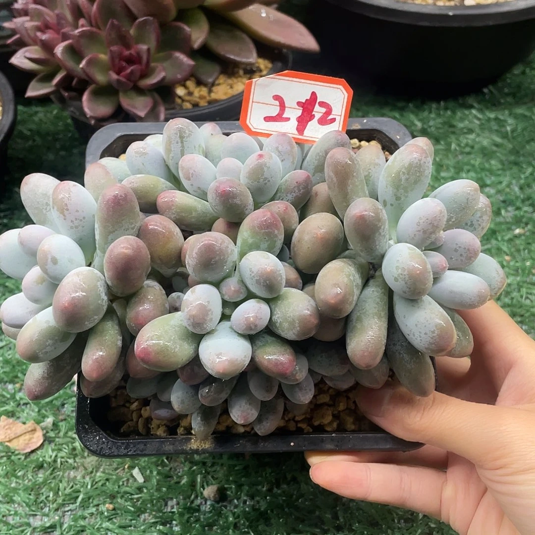 212一物一一拍一拍