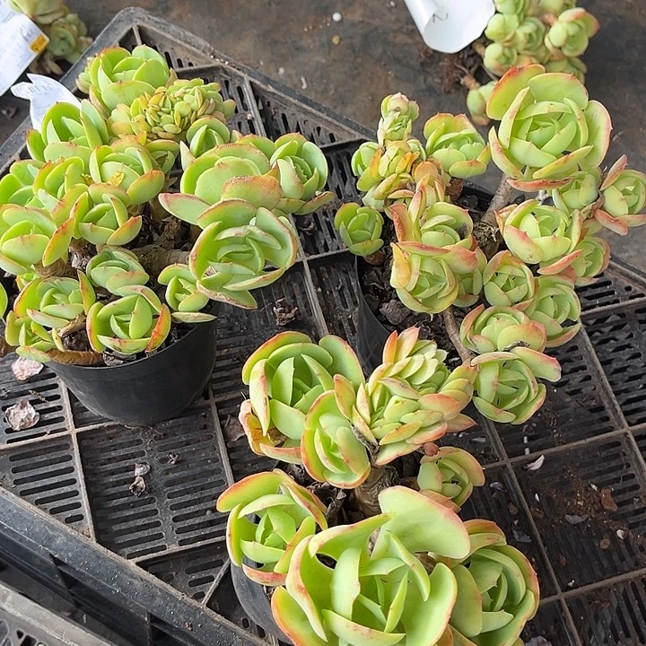 蓝***光碧桃缀3颗88多肉植物