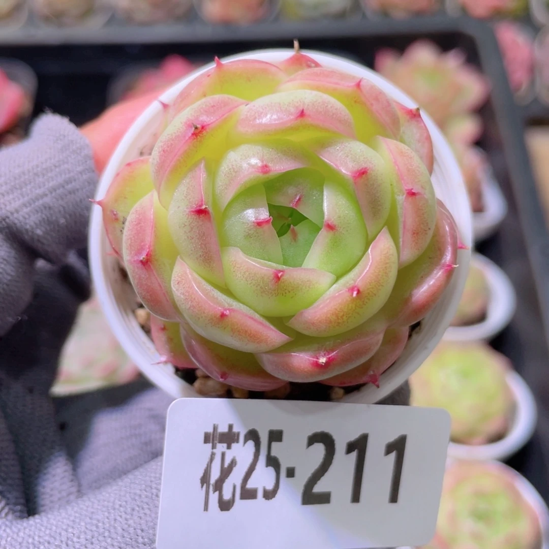 花利美25-211海王