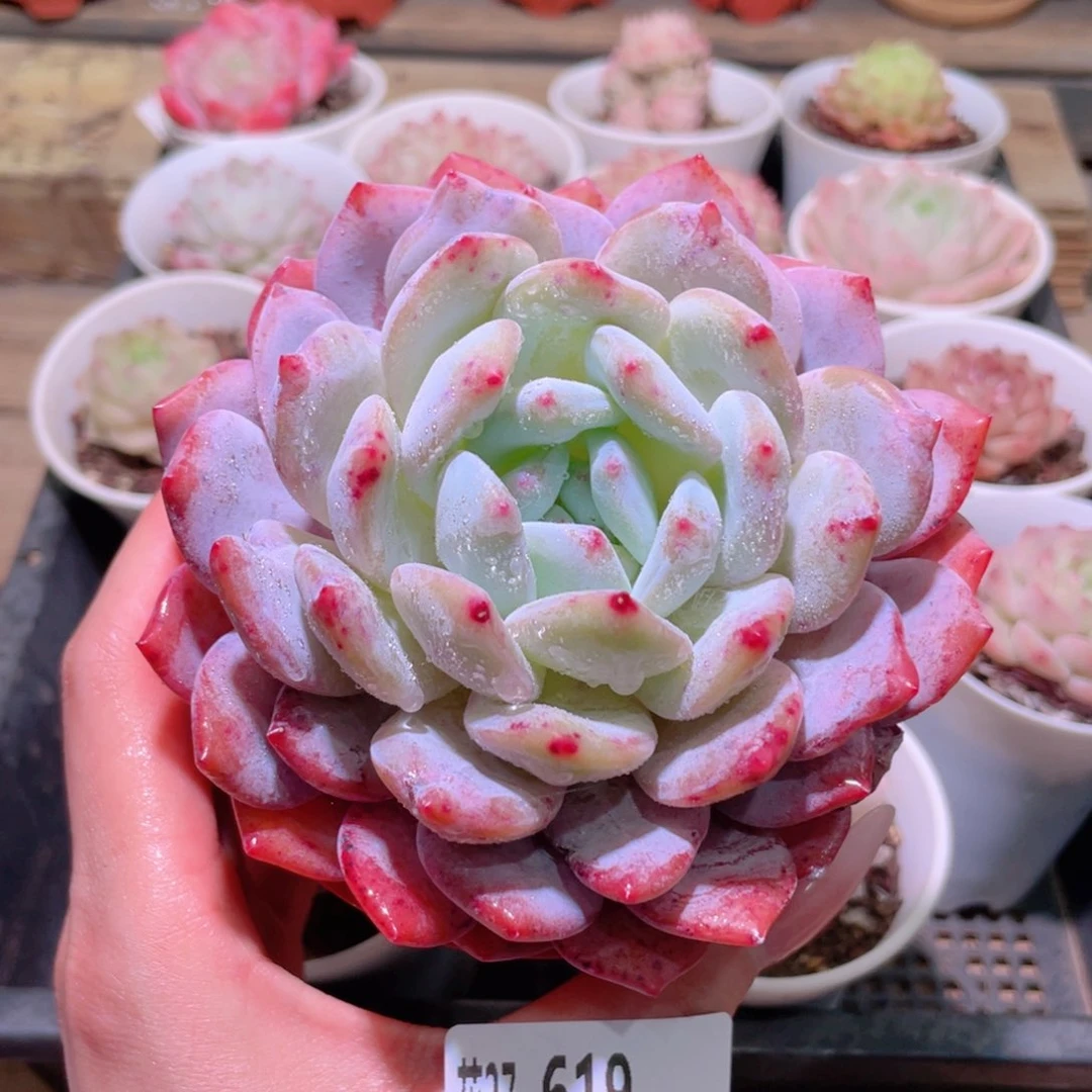 花利美27-619橙梦露