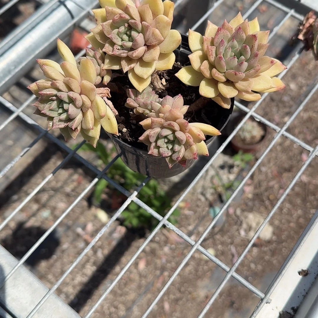 黄金璀璨多肉植物精品