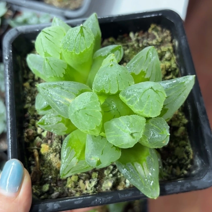 冰城寿多肉植物哈哈